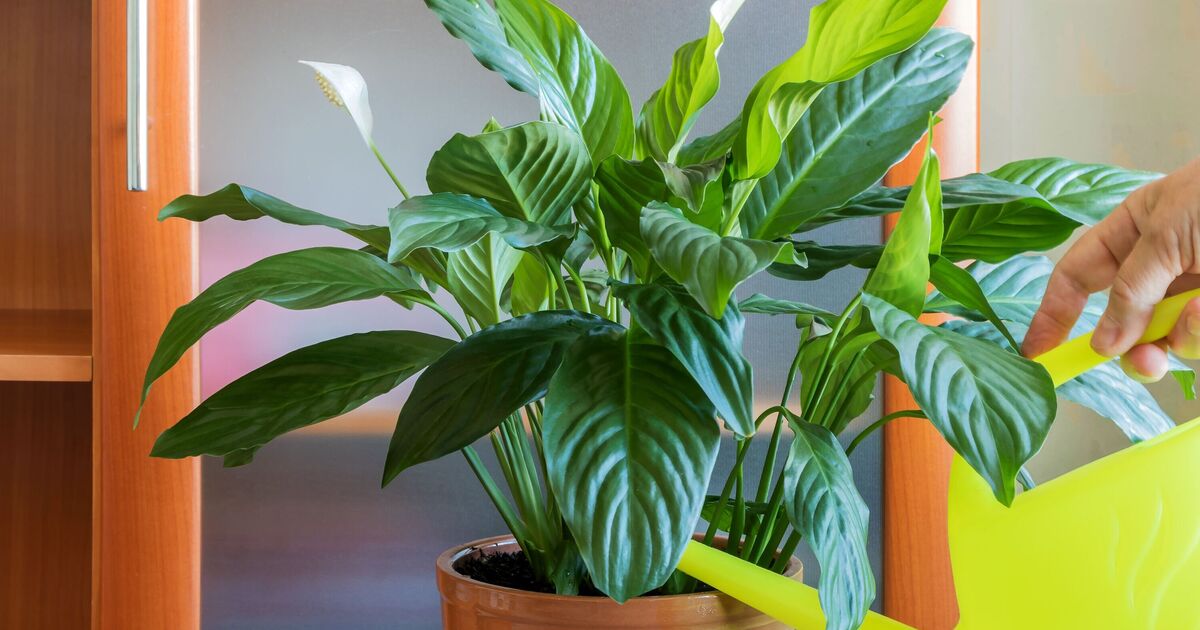Houseplants won't wilt or turn yellow if you avoid common mistake in autumn